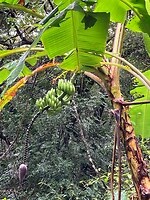 Banana tree in the wild
