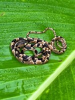 A small coral snake