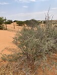 IMG_9557
