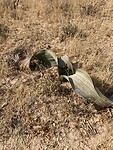 IMG_0009