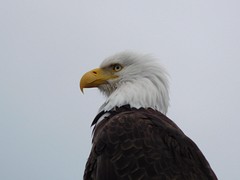 zeearend