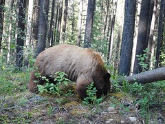 grizzly