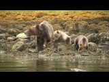 Tide Rip Grizzly Tours by Northern Lights Film Production