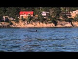 Ocean EcoVentures Whale Watching