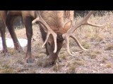 wildlife  youtubefilmpje, not mine!