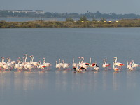 Palavas flamingos