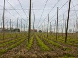 Hopvelden (in wording)