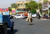 Ezel tussen het stadsverkeer in Kashan