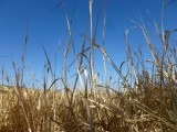 Pauze in het stro