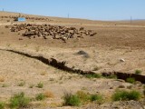 Schapen op de droge weides