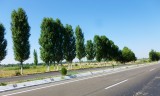 Bomen met witte 'sokjes'