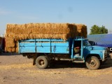 Typische trucks in oogsttijd