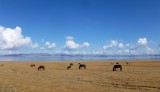 Paarden grazen aan het meer