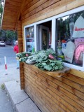 Eikentakken bosjes te koop