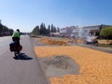 Zeker 60 van de 100 km werden we vergezeld door mais oogst