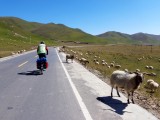 Schapen op de weg