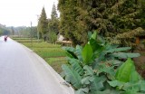 Voor het eerst bananenbomen langs de weg