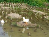 Eendjes in de rijstvelden