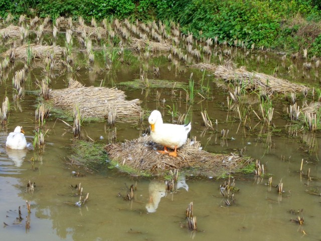 Eendjes in de rijstvelden