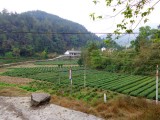 Onze eerste theevelden in China