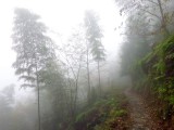 Door de mist langs de rijstvelden