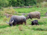 Waterbuffels met een jong