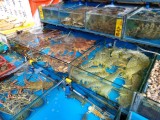 'Beestjes van de zee' op de vismarkt naast Shamian Island