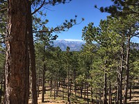 Pikes Peak between the trees🙃