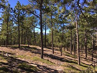Treesla🌲