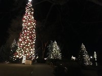 Christmas tree