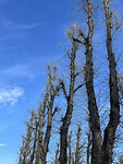 IMG_7370