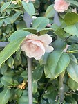 IMG_4087