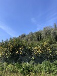 IMG_4153