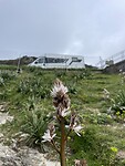 IMG_4277