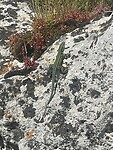 IMG_4593
