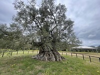 IMG_4715