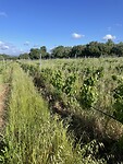 IMG_4854