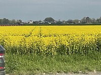 IMG_6194