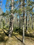 IMG_6484