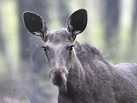 IMG_6498