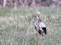 IMG_6504