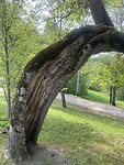 IMG_6530