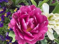 IMG_6573