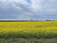 IMG_6558