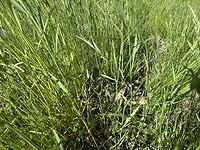 IMG_5137
