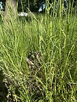 IMG_5140