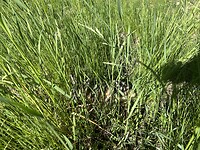 IMG_5138