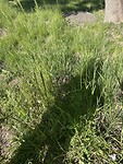 IMG_5133