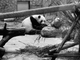Leuke schattige panda