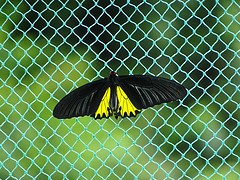 vlinder